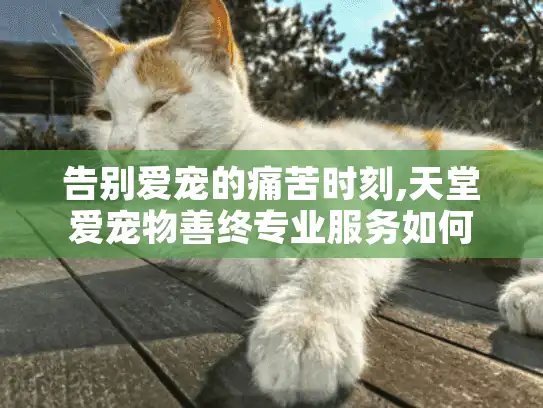 告别爱宠的痛苦时刻,天堂爱宠物善终专业服务如何提供安心慰藉?