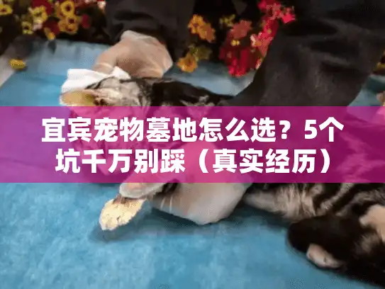 宜宾宠物墓地怎么选?5个坑千万别踩(真实经历) 宜宾宠物墓地怎么选?5个坑千万别踩(真实经历)