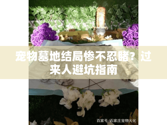 宠物墓地结局惨不忍睹？过来人避坑指南