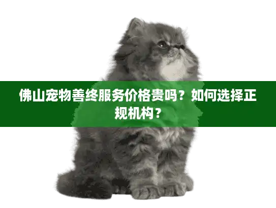 佛山宠物善终服务价格贵吗？如何选择正规机构？