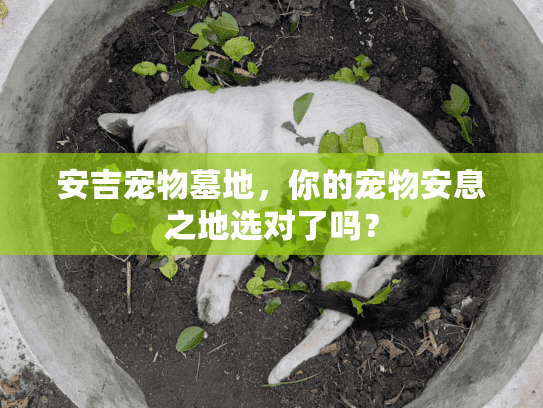 安吉宠物墓地,你的宠物安息之地选对了吗? 安吉宠物墓地,你的宠物安息之地选对了吗?