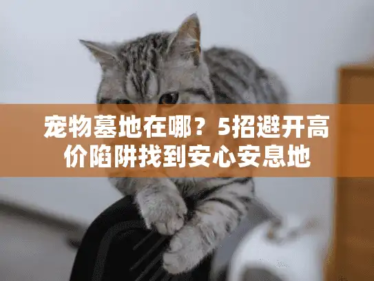 宠物墓地在哪？5招避开高价陷阱找到安心安息地