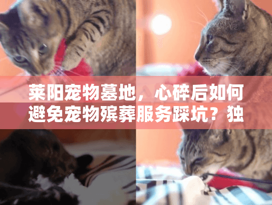 莱阳宠物墓地，心碎后如何避免宠物殡葬服务踩坑？独家实战攻略揭晓