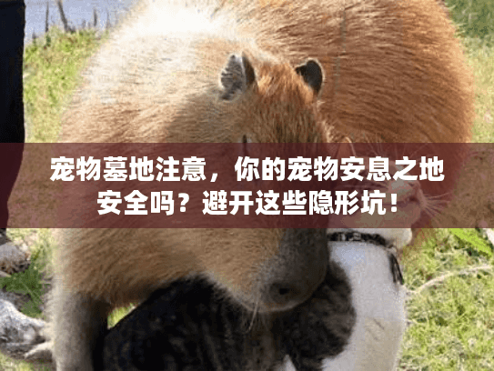 宠物墓地注意，你的宠物安息之地安全吗？避开这些隐形坑！