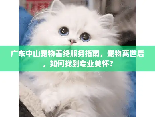 广东中山宠物善终服务指南,宠物离世后,如何找到专业关怀? 广东中山宠物善终服务指南,宠物离世后,如何找到专业关怀?
