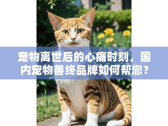 宠物离世后的心痛时刻，国内宠物善终品牌如何帮您？