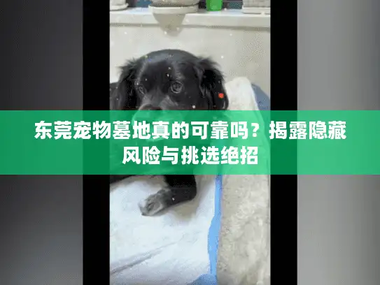 东莞宠物墓地真的可靠吗？揭露隐藏风险与挑选绝招