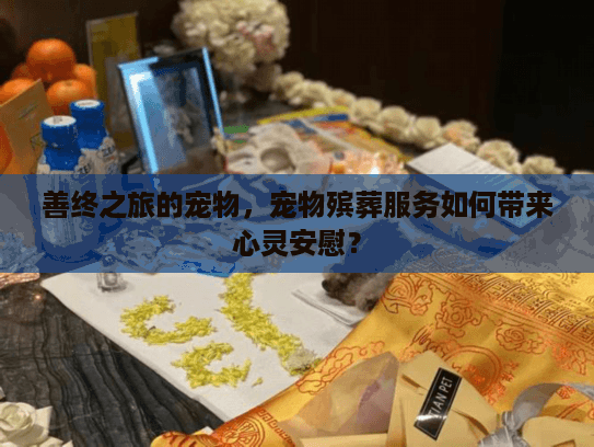 善终之旅的宠物，宠物殡葬服务如何带来心灵安慰？