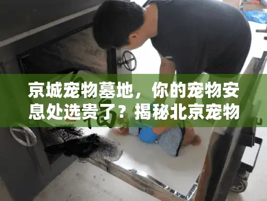 京城宠物墓地，你的宠物安息处选贵了？揭秘北京宠物主省钱避坑秘诀