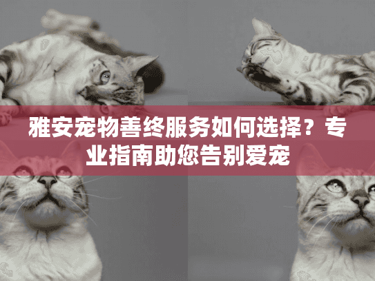 雅安宠物善终服务如何选择？专业指南助您告别爱宠