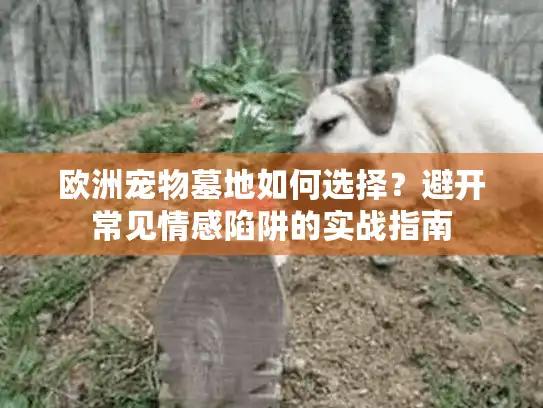 欧洲宠物墓地如何选择？避开常见情感陷阱的实战指南