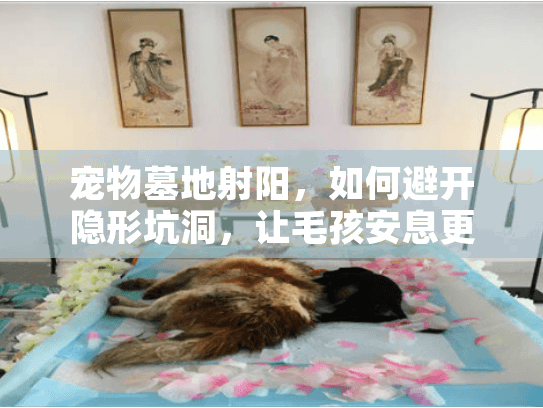 宠物墓地射阳,如何避开隐形坑洞,让毛孩安息更安心? 宠物墓地射阳,如何避开隐形坑洞,让毛孩安息更安心?