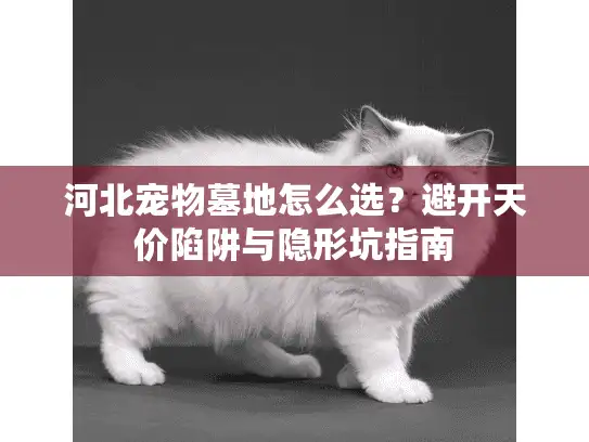 河北宠物墓地怎么选?避开天价陷阱与隐形坑指南 河北宠物墓地怎么选?避开天价陷阱与隐形坑指南