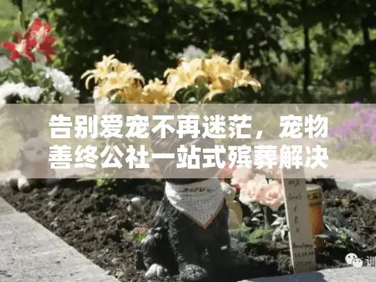 告别爱宠不再迷茫，宠物善终公社一站式殡葬解决方案