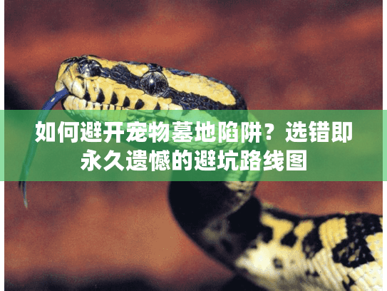 如何避开宠物墓地陷阱?选错即永久遗憾的避坑路线图 如何避开宠物墓地陷阱?选错即永久遗憾的避坑路线图