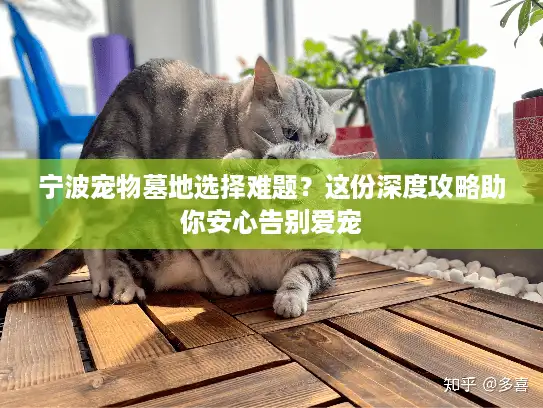 宁波宠物墓地选择难题?这份深度攻略助你安心告别爱宠 宁波宠物墓地选择难题?这份深度攻略助你安心告别爱宠