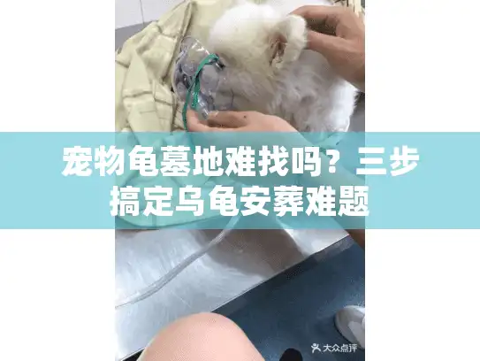 宠物龟墓地难找吗？三步搞定乌龟安葬难题