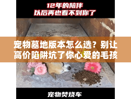 宠物墓地版本怎么选？别让高价陷阱坑了你心爱的毛孩子