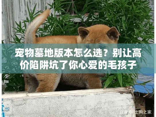 宠物墓地版本怎么选？别让高价陷阱坑了你心爱的毛孩子