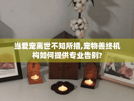 当爱宠离世不知所措,宠物善终机构如何提供专业告别? 当爱宠离世不知所措,宠物善终机构如何提供专业告别?