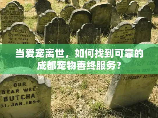 当爱宠离世，如何找到可靠的成都宠物善终服务？