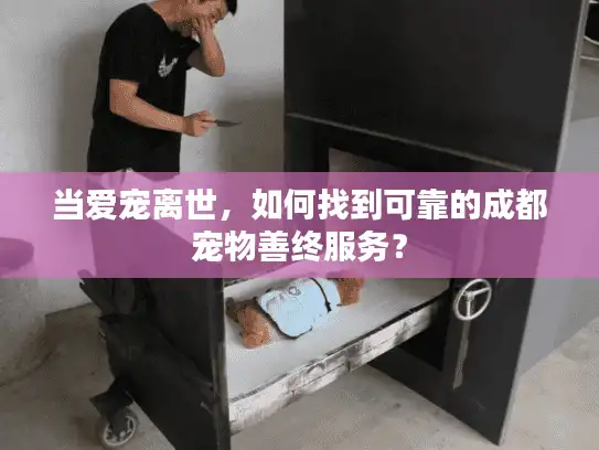 当爱宠离世，如何找到可靠的成都宠物善终服务？