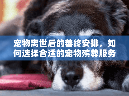 宠物离世后的善终安排，如何选择合适的宠物殡葬服务？