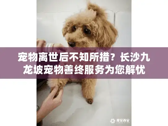 宠物离世后不知所措？长沙九龙坡宠物善终服务为您解忧