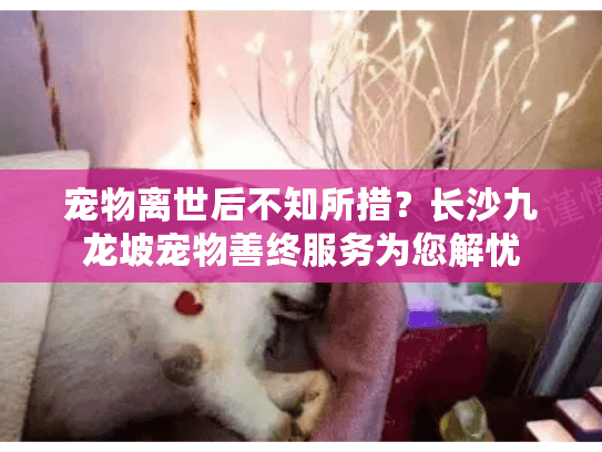 宠物离世后不知所措？长沙九龙坡宠物善终服务为您解忧