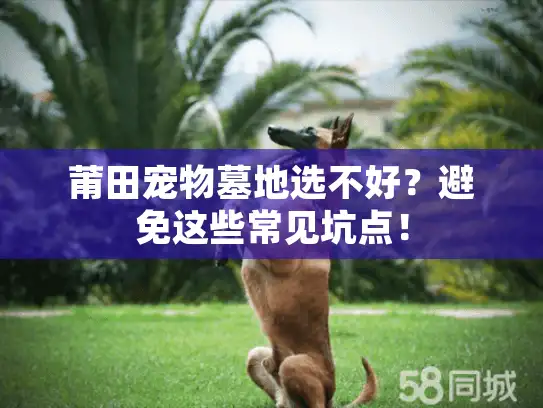 莆田宠物墓地选不好?避免这些常见坑点! 莆田宠物墓地选不好?避免这些常见坑点!