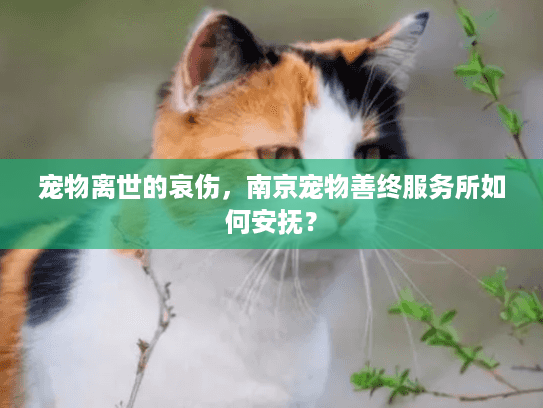 宠物离世的哀伤，南京宠物善终服务所如何安抚？