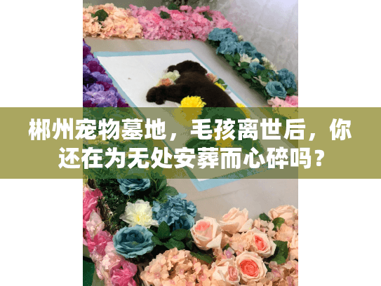 郴州宠物墓地，毛孩离世后，你还在为无处安葬而心碎吗？