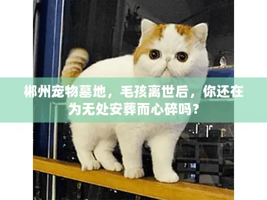 郴州宠物墓地，毛孩离世后，你还在为无处安葬而心碎吗？