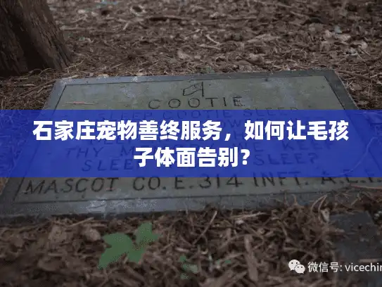 石家庄宠物善终服务，如何让毛孩子体面告别？