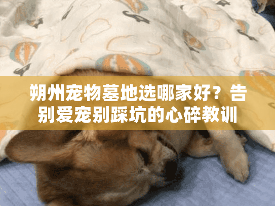 朔州宠物墓地选哪家好？告别爱宠别踩坑的心碎教训