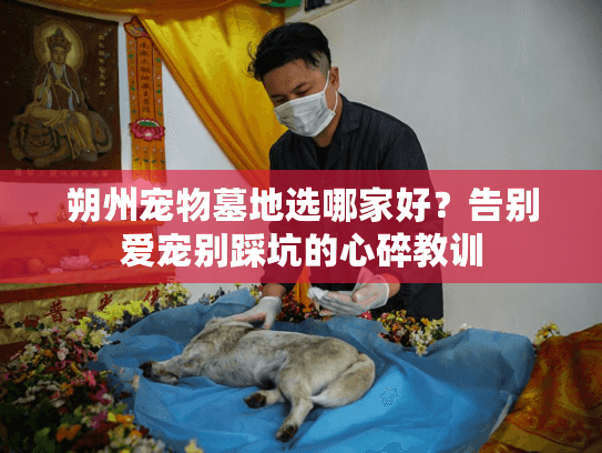 朔州宠物墓地选哪家好？告别爱宠别踩坑的心碎教训