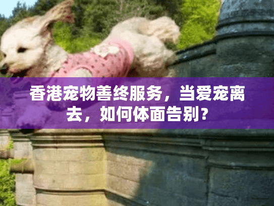 香港宠物善终服务，当爱宠离去，如何体面告别？