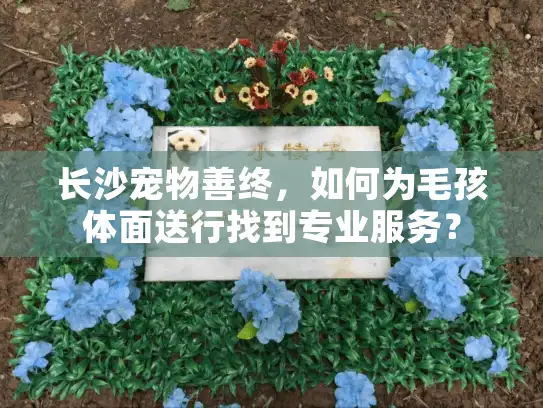 长沙宠物善终,如何为毛孩体面送行找到专业服务? 长沙宠物善终,如何为毛孩体面送行找到专业服务?