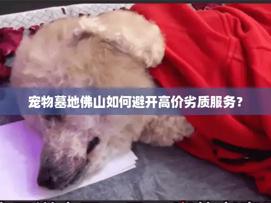 宠物墓地佛山如何避开高价劣质服务？