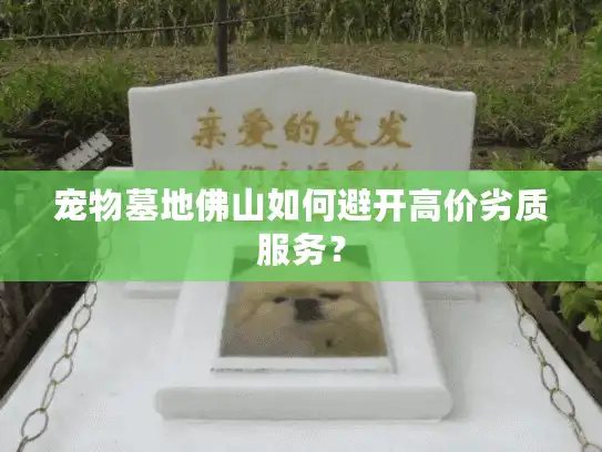 宠物墓地佛山如何避开高价劣质服务？
