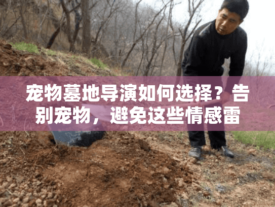 宠物墓地导演如何选择？告别宠物，避免这些情感雷区