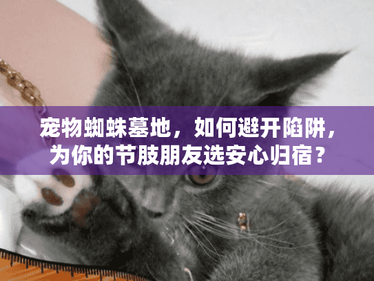 宠物蜘蛛墓地,如何避开陷阱,为你的节肢朋友选安心归宿? 宠物蜘蛛墓地,如何避开陷阱,为你的节肢朋友选安心归宿?