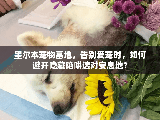 墨尔本宠物墓地,告别爱宠时,如何避开隐藏陷阱选对安息地? 墨尔本宠物墓地,告别爱宠时,如何避开隐藏陷阱选对安息地?
