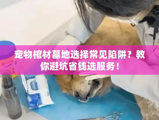 宠物棺材墓地选择常见陷阱？教你避坑省钱选服务！