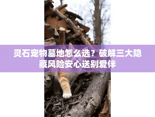 灵石宠物墓地怎么选?破解三大隐藏风险安心送别爱伴 灵石宠物墓地怎么选?破解三大隐藏风险安心送别爱伴