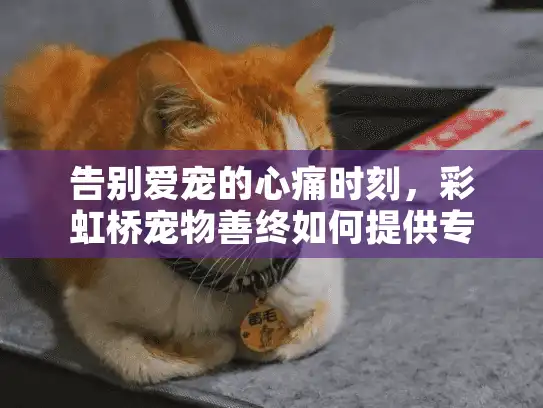 告别爱宠的心痛时刻,彩虹桥宠物善终如何提供专业宠物殡葬服务? 告别爱宠的心痛时刻,彩虹桥宠物善终如何提供专业宠物殡葬服务?