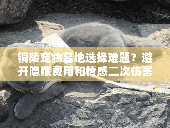 铜陵宠物墓地选择难题？避开隐藏费用和情感二次伤害