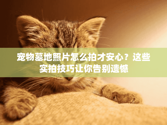 宠物墓地照片怎么拍才安心?这些实拍技巧让你告别遗憾 宠物墓地照片怎么拍才安心?这些实拍技巧让你告别遗憾