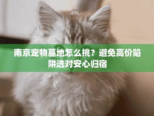 南京宠物墓地怎么挑？避免高价陷阱选对安心归宿