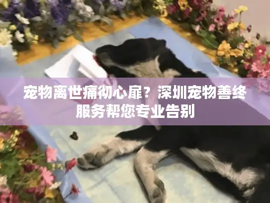 宠物离世痛彻心扉？深圳宠物善终服务帮您专业告别